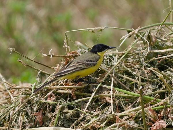 <h3><a href="/trips/Greece/biota/animalia/chordata/aves/passeriformes/motacillidae/motacilla flava feldegg/motacilla flava feldegg-nl.html">Motacilla&nbsp;flava&nbsp;feldegg</a> / Western&nbsp;yellow&nbsp;wagtail / Gele&nbsp;kwikstaart</h3>OM-1 Mark II met OLYMPUS M.150-400mm F4.5, 1/2000 sec  bij F4.5, ISO 320, afstand 15.3&nbsp;m